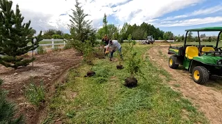 Transplanting Show Off Forsythias + Planting the West Side Urns & a Red Currant! 🌿💜☀️