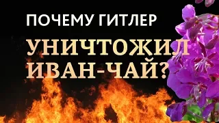 Почему Гитлер уничтожил фабрику по производству Иван-чая?