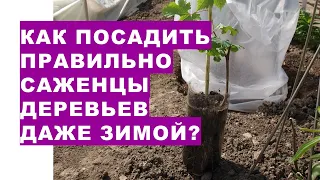 Як посадити саджанці дерев навіть узимку?