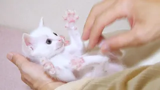 A fun moment playing with a kitten on your lap [Please watch with subtitles]