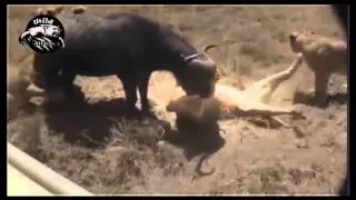 buffalo attack lion best compilation ever HD