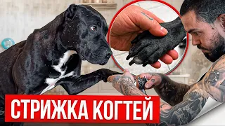 РЕАКЦИЯ Питбулей на стрижку когтей!