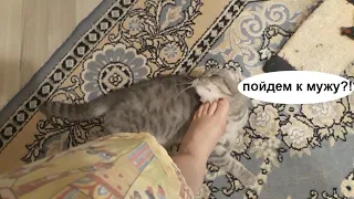 КОШКА ХОЧЕТ КОТА / ЧТО ДЕЛАТЬ / Неприличное видео / КОШКИН ДОМ