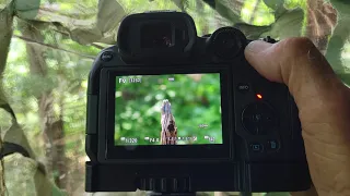 My easy bird and wildlife settings for the Canon R7