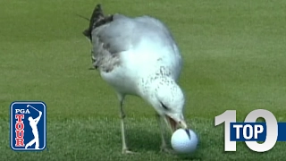 Top 10: Animal Encounters on the PGA TOUR