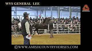 WVS GENERAL LEE sells for $135,000 at the 2023 Morgan Breeders Cup Sale