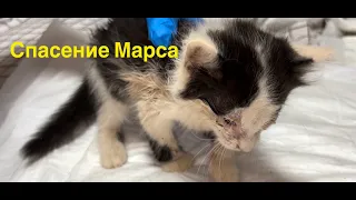 Спасение котика Марса / Котёнка заедают блохи