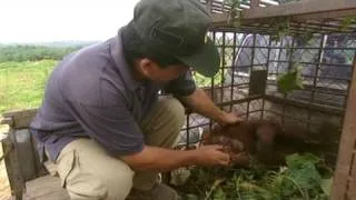 Rescued orangutan