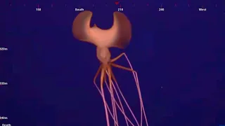 Magnapinna Squid Filmed in Mid-Atlantic by ROV | Brand New Footage 4 April 2023 - Deepsea Oddities