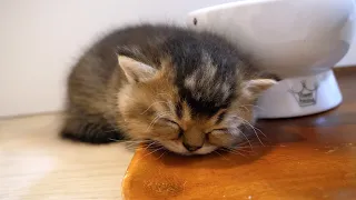 Active kittens fall asleep as if their batteries suddenly go dead...