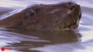 CAIMAN VS PYTHON The Pursuit Of Caiman And Unexpected Ending