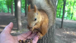 Кормлю незнакомую белку / Feeding an unfamiliar squirrel