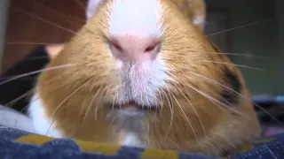 Морская свинка зевает, как лев   Guinea pig yawning like a lion