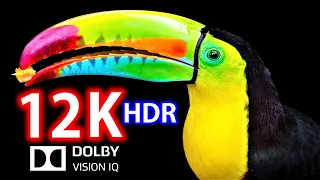 12K HDR 120fps Dolby Vision (Outstanding sharpness) Animal & Nature Sounds