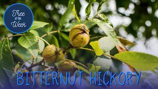 Tree of the Week: Bitternut Hickory