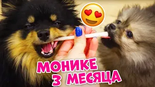 Эльвира СПАСАЕТ Маму😱 Монике 3 МЕСЯЦА👉 Первый Раз Пробует Яблоко и Морковку