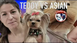 PELUQUERÍA CANINA  YORKSHIRE ESTILO ASIÁTICO Y TEDDY CON ESTER CATALÁN