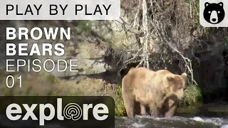 Brown Bear Play By Play - Ranger's Mike and Dave - Katmai National Park - Episode 01