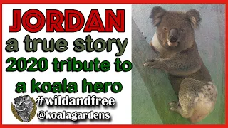 Jordan 🐨❣️ 2020 - tribute to a true koala hero.