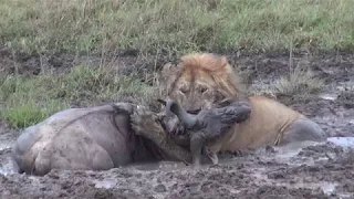Serengeti (Lion vs. Wildebeest) - Klein's Camp - andbeyond (kill)