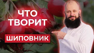 Шиповник или таблетки: ЧТО ВЫБРАТЬ? / Как пить шиповник ПРАВИЛЬНО?