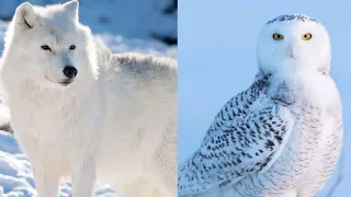 Top 5 Animals That Turn White in Winter | Top 10 Central