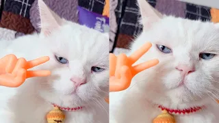 Cats against logic! 😺 A compilation of funny cats for a good mood! 😺