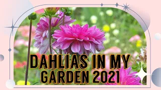 Dahlia's in my Garden,  Summer 2021