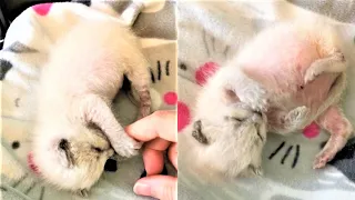 Rescue the tiniest kitten was just a few hours old