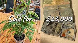 $23,000 for a Monstera Obliqua Plant | Rare (and Expensive) Tropical Indoor Houseplants