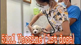 5-in-1 Vaccine for Dogs( DHPP)/ 1st dose/ How much it cost?
