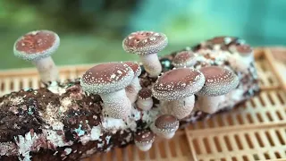 How Japanese Farming Millions of Shiitake Mushroom in Forest   Mountain Shiitake Mushroom Ha