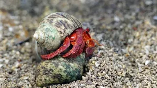 mencari kelomang di pantai ujungnegoro BATANG , JAWA TENGAH