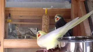 Female cockatiel showing sexual mating signs