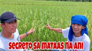 Rice Farmer ibinulgar kung bakit ganito  ka Ganda ang kanyang Palay