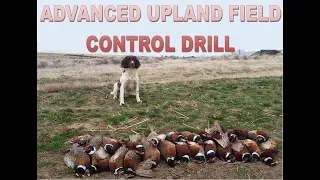 Advanced Upland Field Control Drill with 3 working Springer Spaniels w/ White pigeons as temptation.