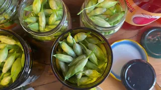 RECETTE AIL DES OURS : conservation des boutons en pickles