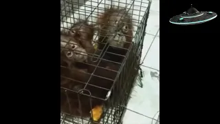 Three terrorized smuggled baby orangutans in a small cage (tiga bayi orangutan diselundupkan)