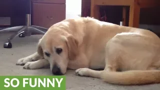 Dog has very interesting reaction to classical music