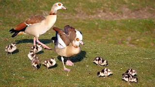 Egyptian Goose Family with 9 Goslings