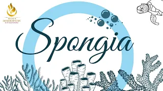 SPONGIA  #IMPROVISED AND UPDATED VIDEO#