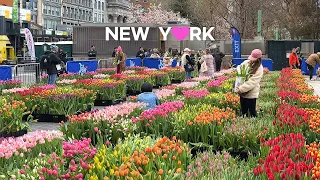 [4K]🇺🇸NYC Spring Walk: Tulip Day at Union Square🌷 Cherry Blossom in Roosevelt Island🌸. Apr. 7 2024