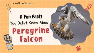 11 (New) Peregrine Falcon Facts You Didn't Know [Must Check #5]