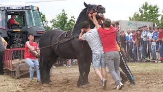 Cai de tracțiune proba specială - cel mai puternic cal - Medieșu Aurit - Satu Mare