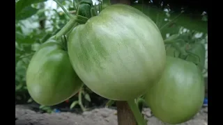 Формировка томатов. Томат Настенька - как формировать для укрупнения плодов?