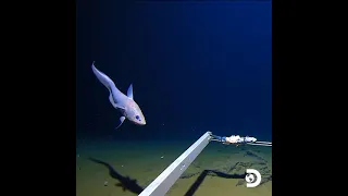 Footage from the Mariana Trench. 10,792 meters (36,000 feet) below the ocean surface.