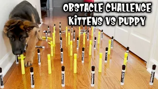 OBSTACLE CHALLENGE CAT VS DOG 😂 Funny Animal Videos British Shorthair Kittens German Shepherd Puppy