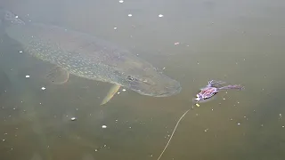 Crazy Pike Smash Top Water Frogs up Close! (Awesome slow-mo)