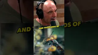 Joe Rogan Reacts to Brutal Hornets vs. Bees Fight! 🐝🔥