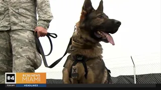Military Dogs getting better care